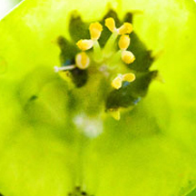 自动化工作流的网站压力测试